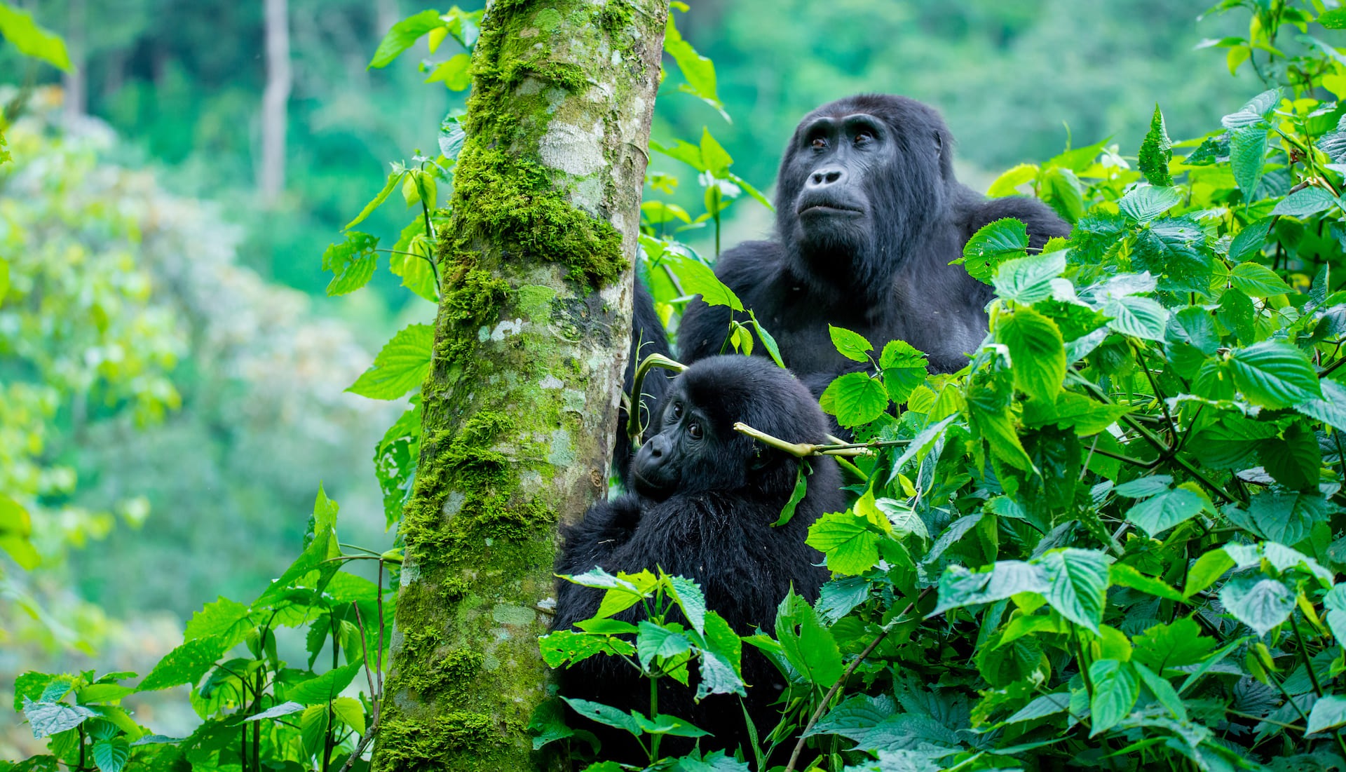 5 Days Bwindi Gorilla & Queen Elizabeth Safari