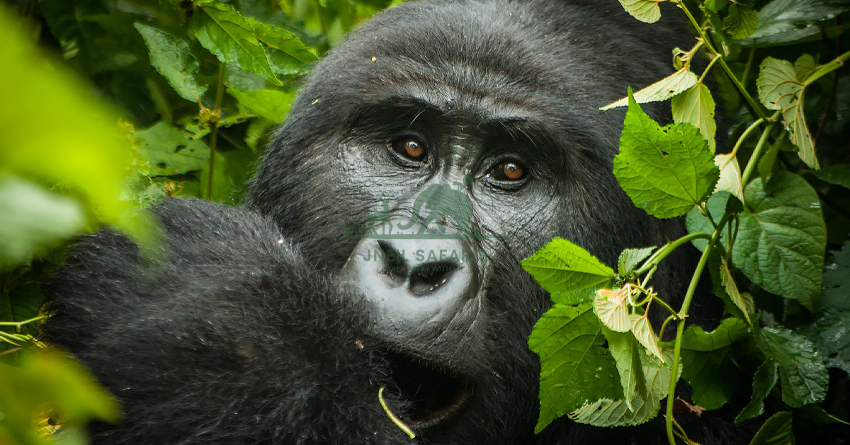 Gorilla Safaris in Uganda