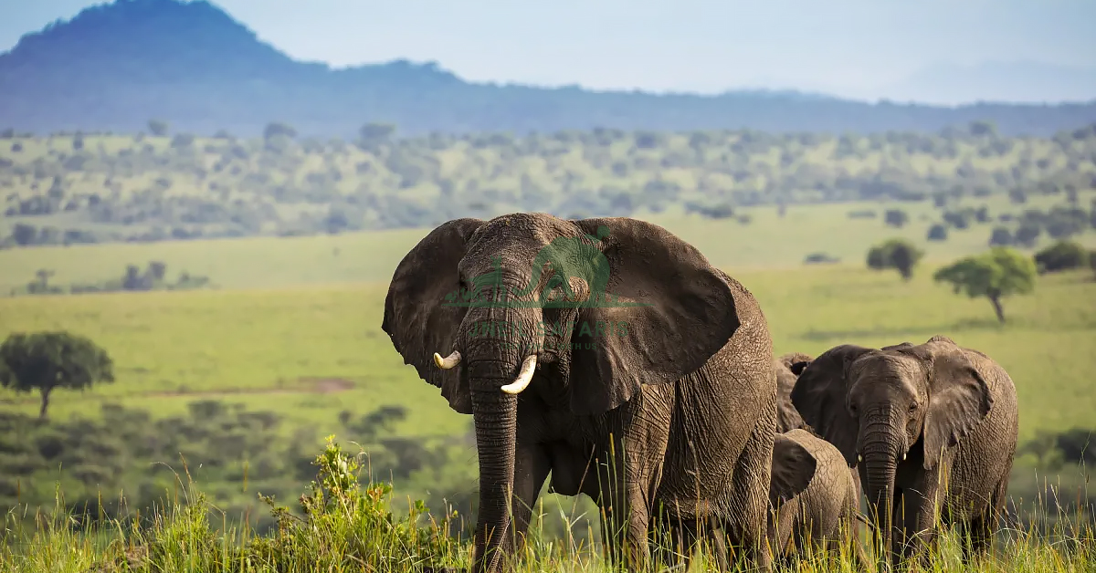 Safaris in Uganda, Africa