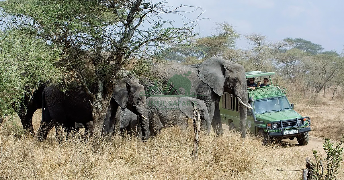 Safaris in Uganda; Discover the Wild