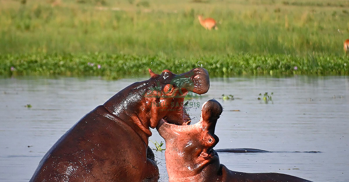 1 Day Murchison Falls Safari from Kampala