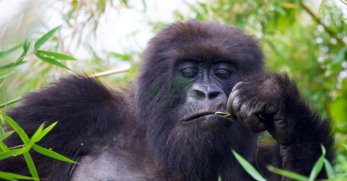 3 Days Murchison Falls Classic Safari Experience
