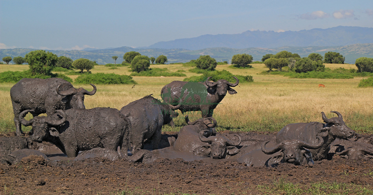 2 Days Queen Elizabeth National Park Safari